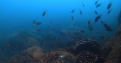 佳兆业国际乐园集团开展珊瑚保育行动 助力海洋生态恢复