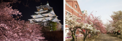 赴日旅游，正逢日本樱花季！购物、赏樱、大阪同时满足你
