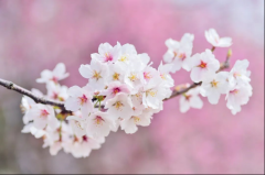 长野县赏樱花攻略，线上“赏花之旅”